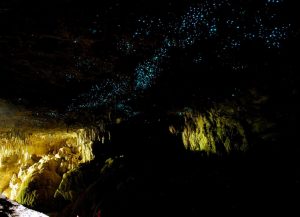 Waitomo Caves